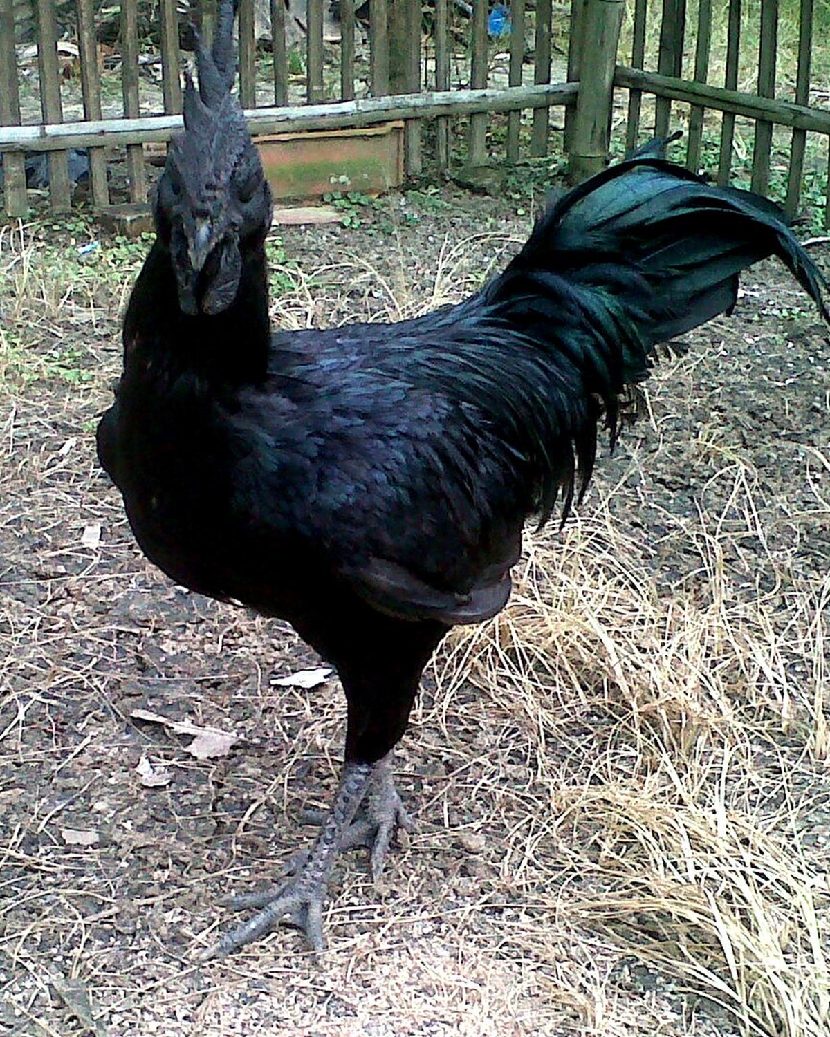 Chickens — heritage and ornamental chickens breeds