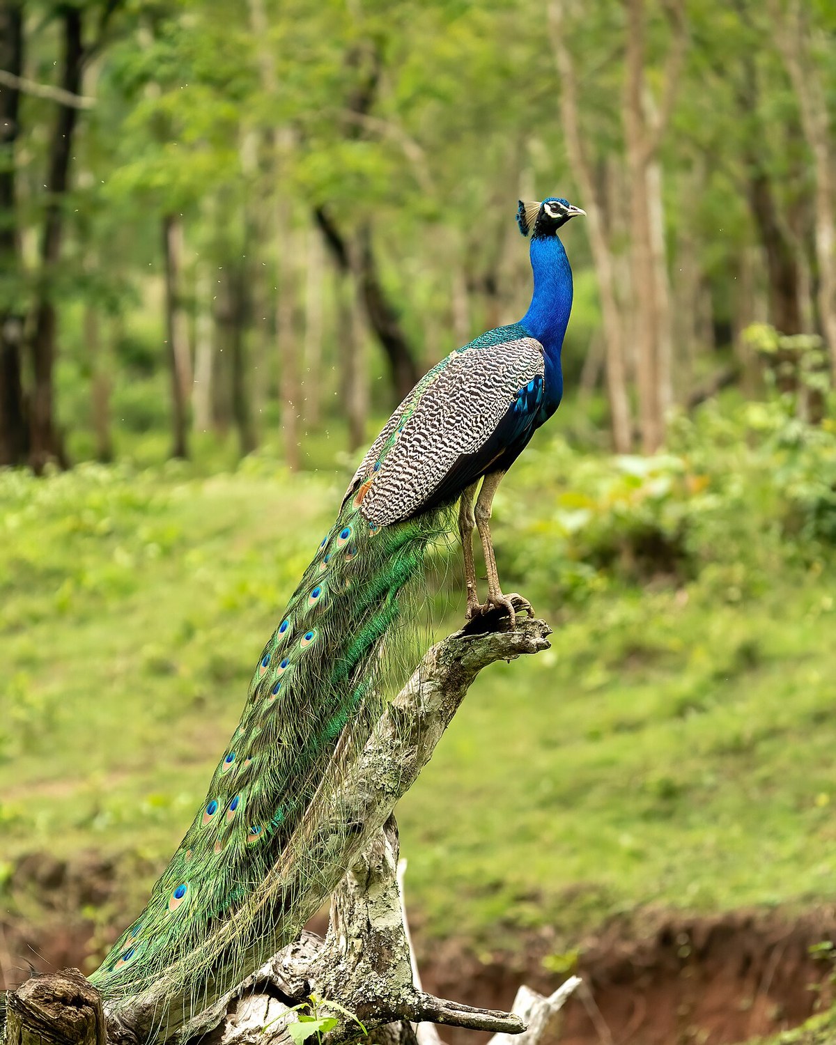 Peafowl — heritage and ornamental peafowl breeds