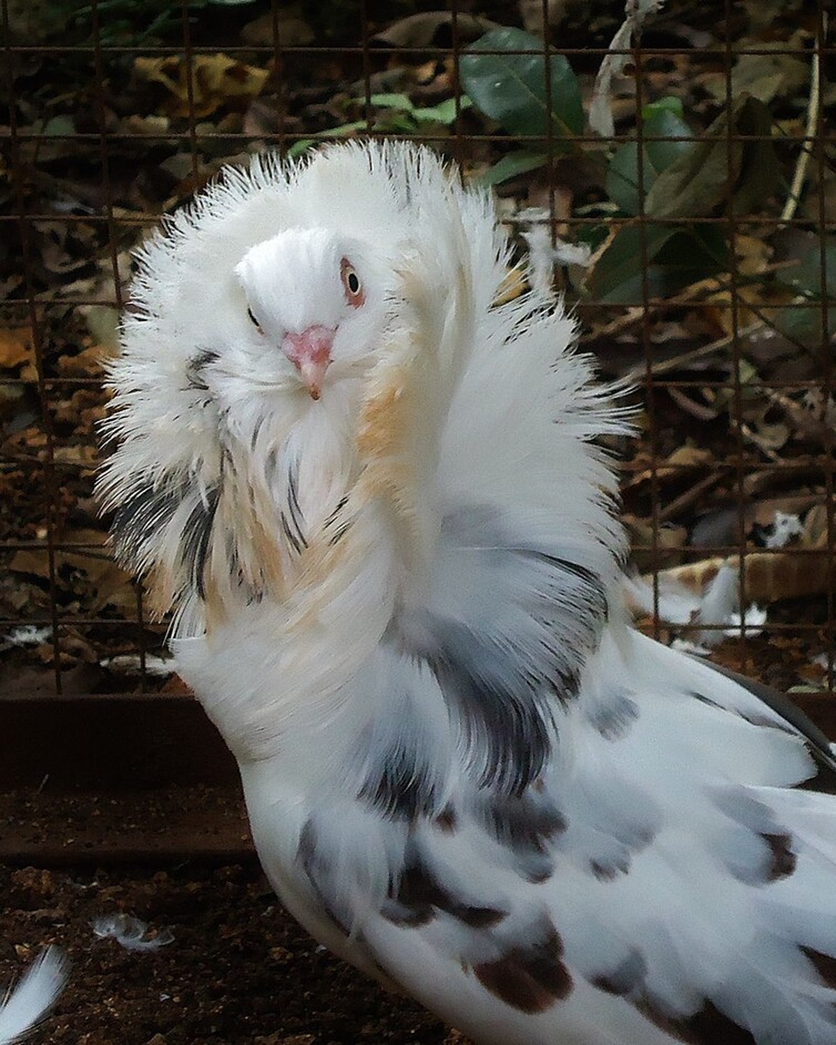 Pigeons & Doves — heritage and ornamental pigeons & doves breeds