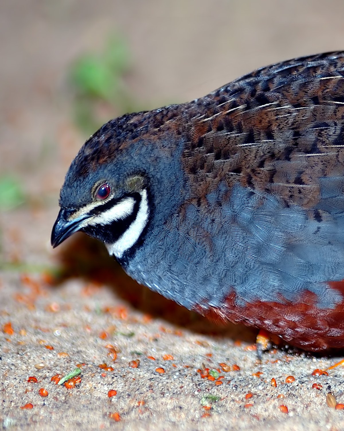 Quail — heritage and ornamental quail breeds