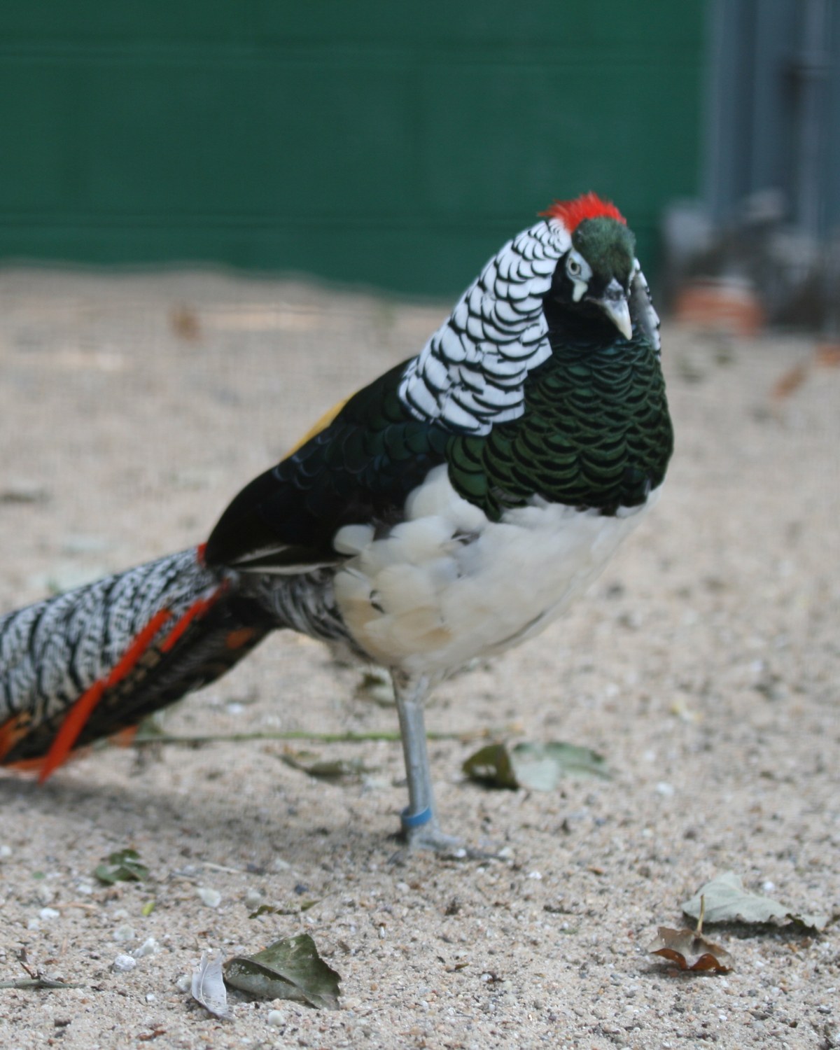 Exotic Aviary — heritage and ornamental exotic aviary breeds