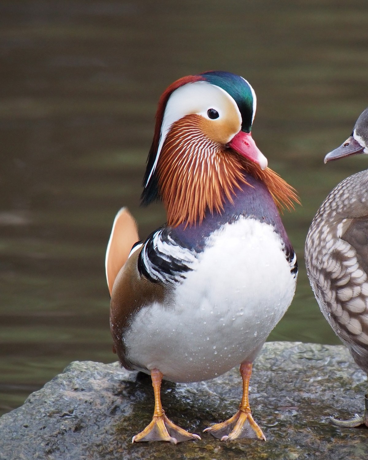 Ornamental Waterfowl — heritage and ornamental ornamental waterfowl breeds