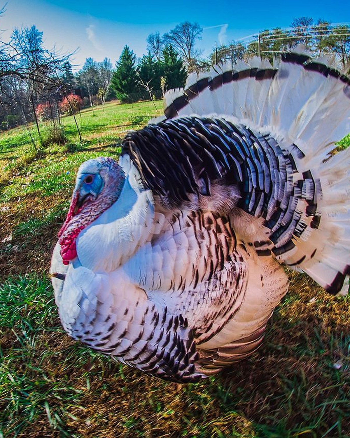 Turkeys — heritage and ornamental turkeys breeds