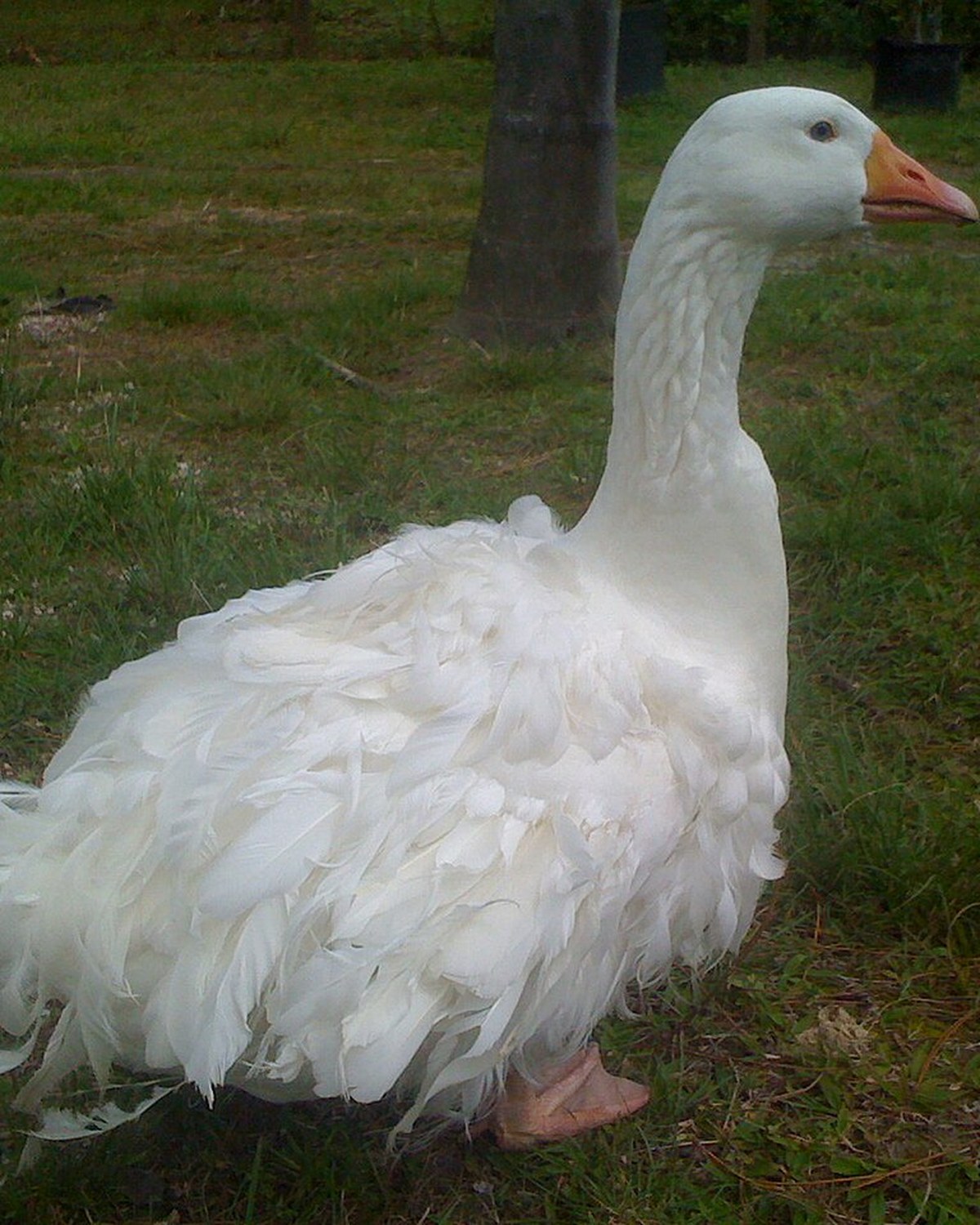 Geese — heritage and ornamental geese breeds