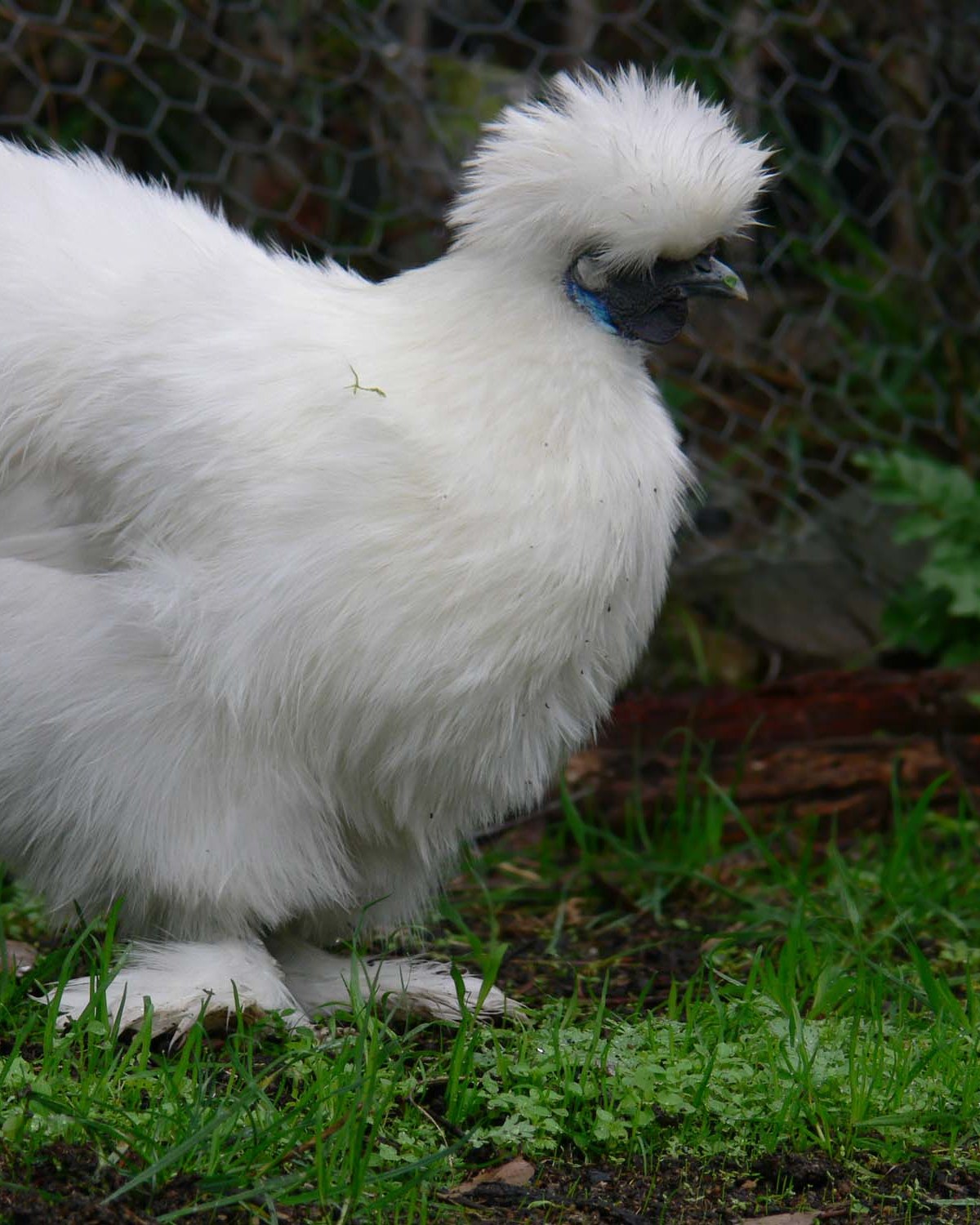 Bantams — heritage and ornamental bantams breeds