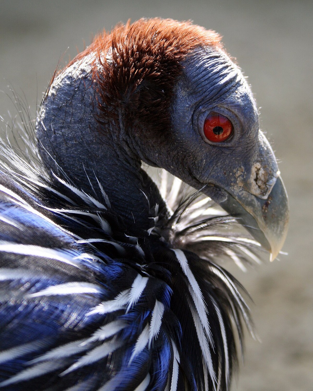 Guinea Fowl — heritage and ornamental guinea fowl breeds
