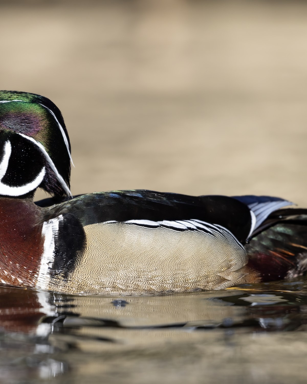 Ducks — heritage and ornamental ducks breeds
